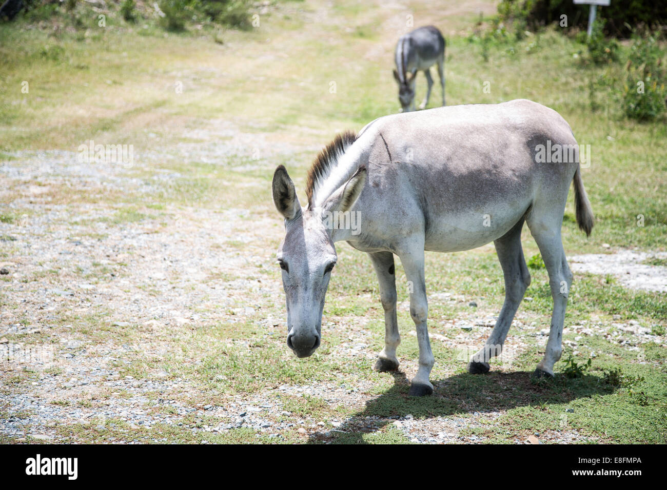 St john island a wild donkey on st john island hi-res stock photography