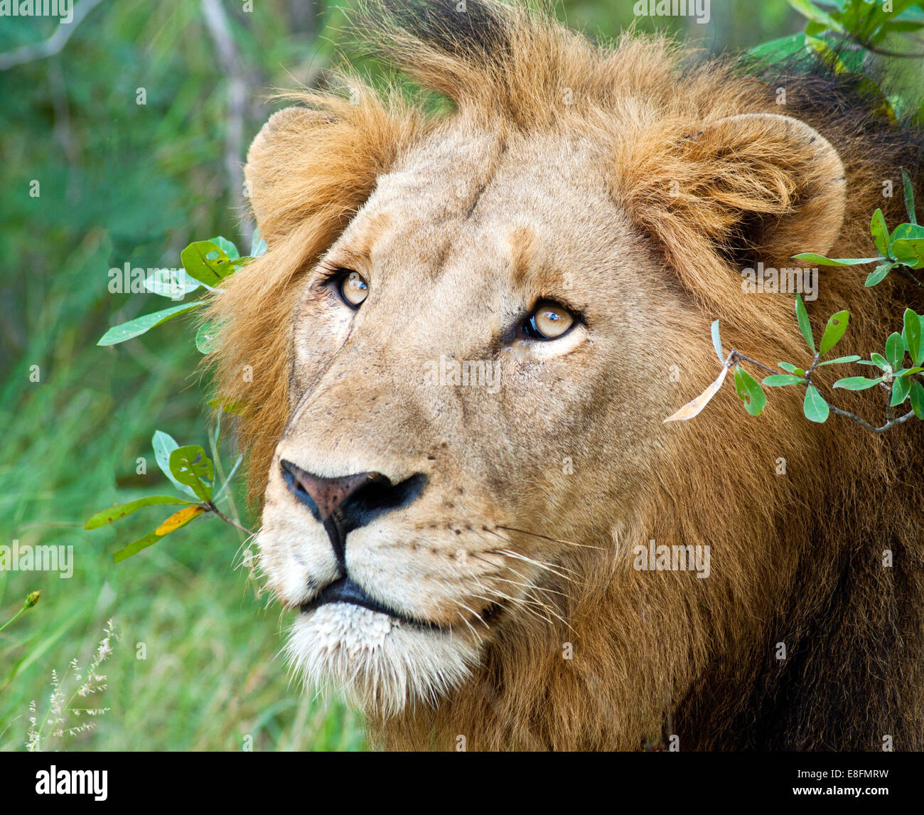 Portrait of lion, Limpopo, South Africa Stock Photo