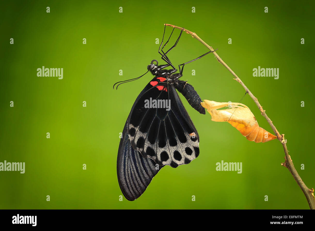Butterfly emerging from its chrysalis, Jember, Indonesia Stock Photo