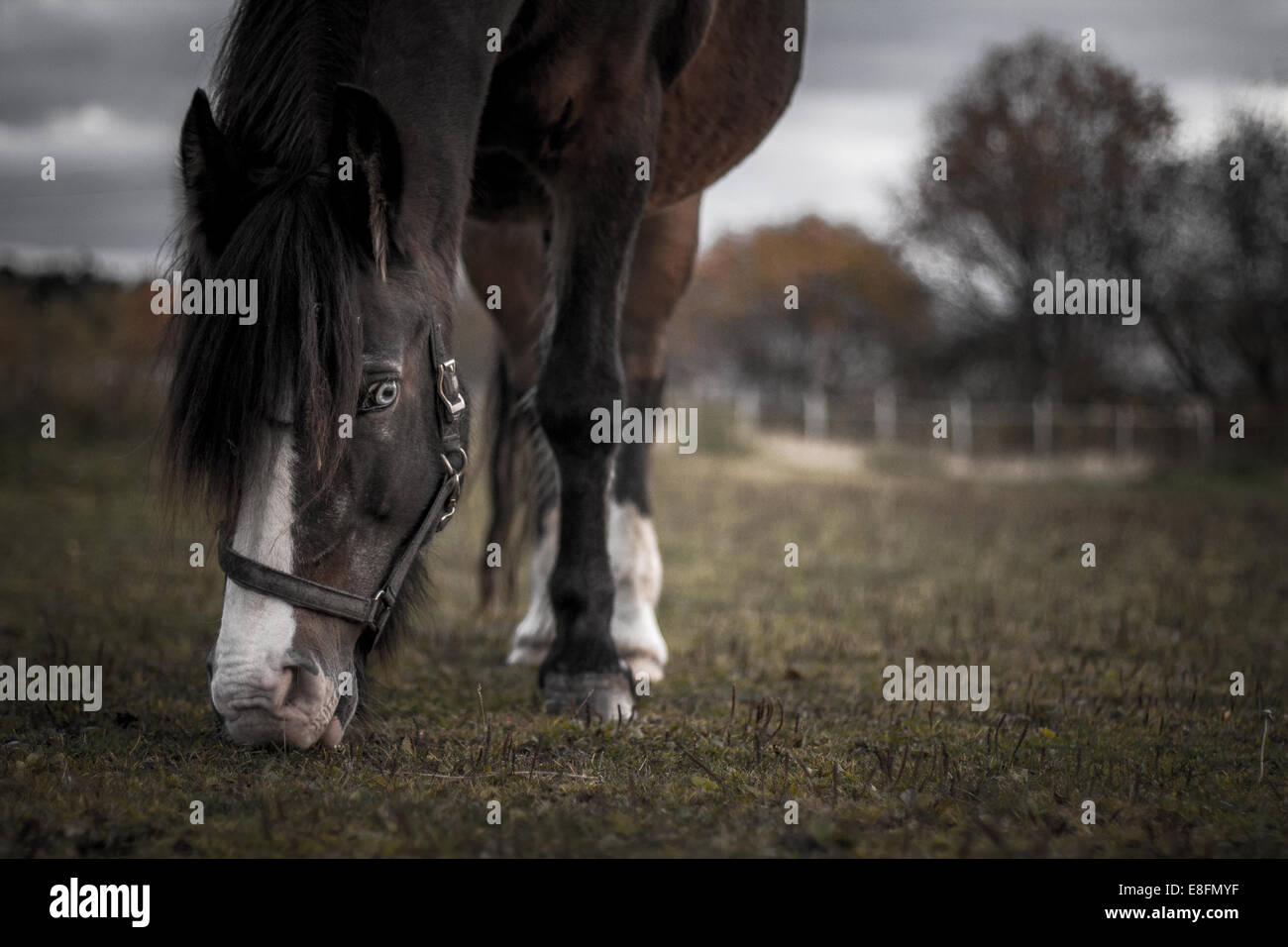 Horse grazing in a field in autumn, Norway Stock Photo