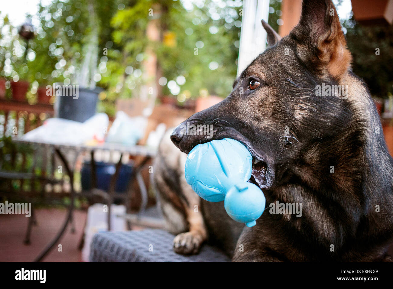 German Shepherd Dog with rubber toy in mouth Stock Photo