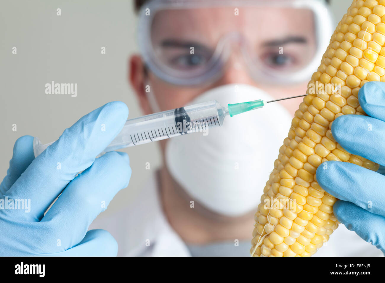 Scientist injecting corn cob Stock Photo