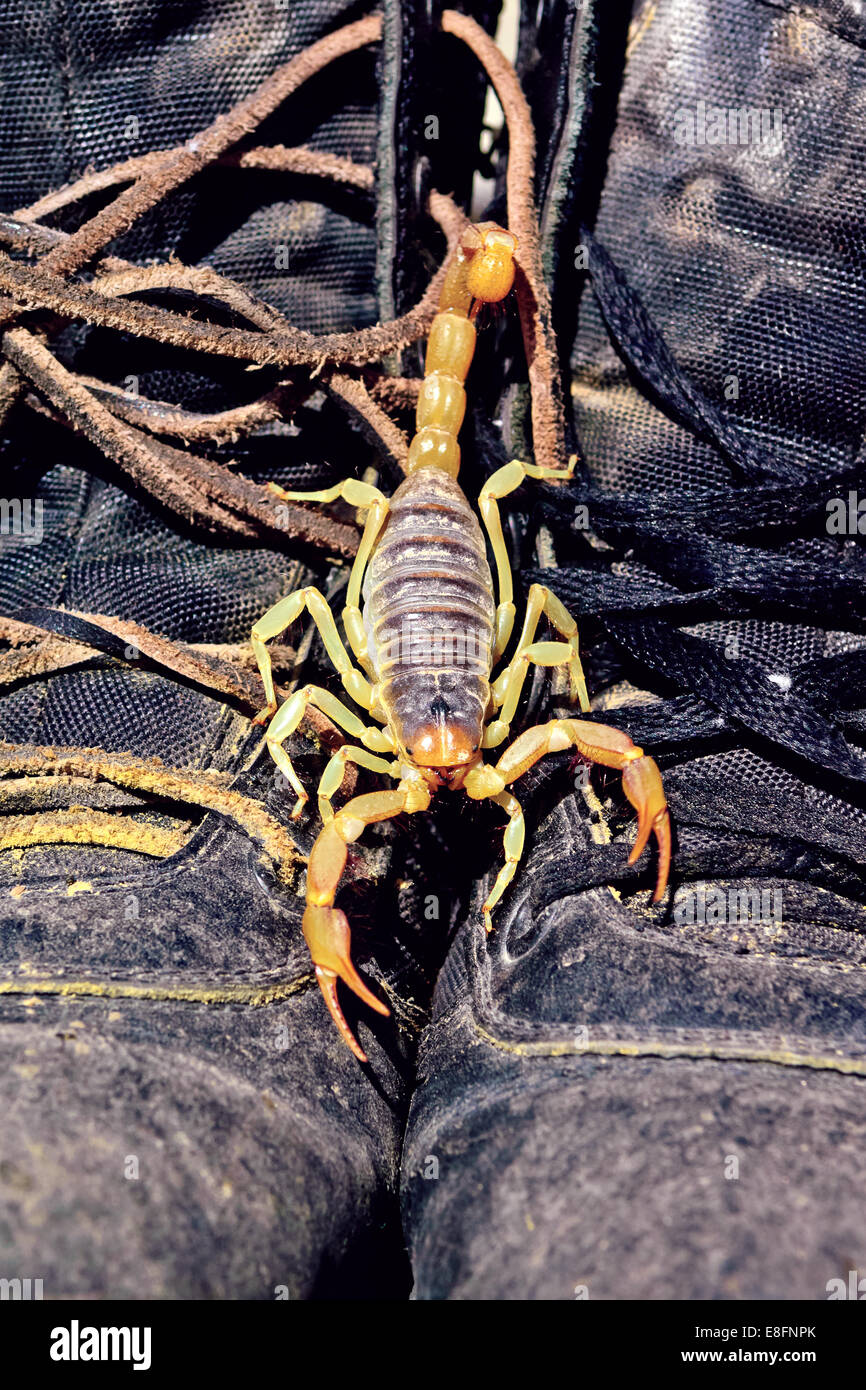 Scorpion (Hadrurus arizonensis) on walking boots, Arizona, United States Stock Photo