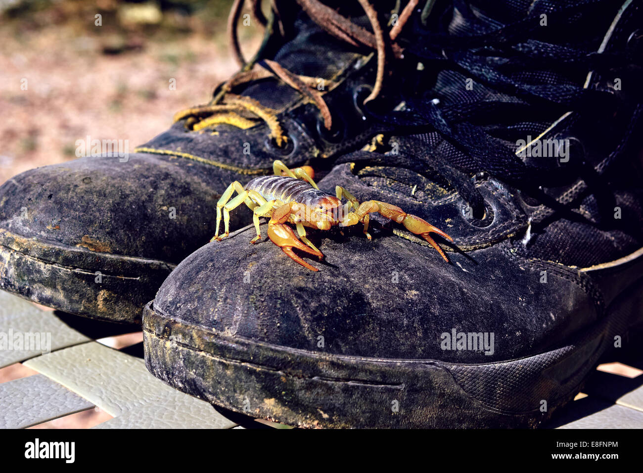 Scorpion (Hadrurus arizonensis) on walking boots, Arizona, United States Stock Photo