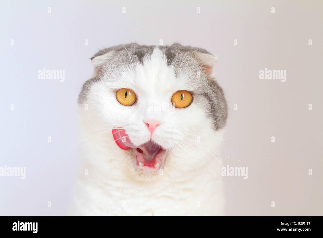 Portrait of hungry Scottish Fold cat licking its lips Stock Photo