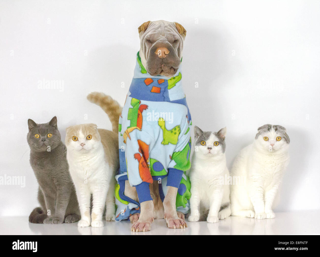 Portrait of dog and four cats sitting in a row Stock Photo