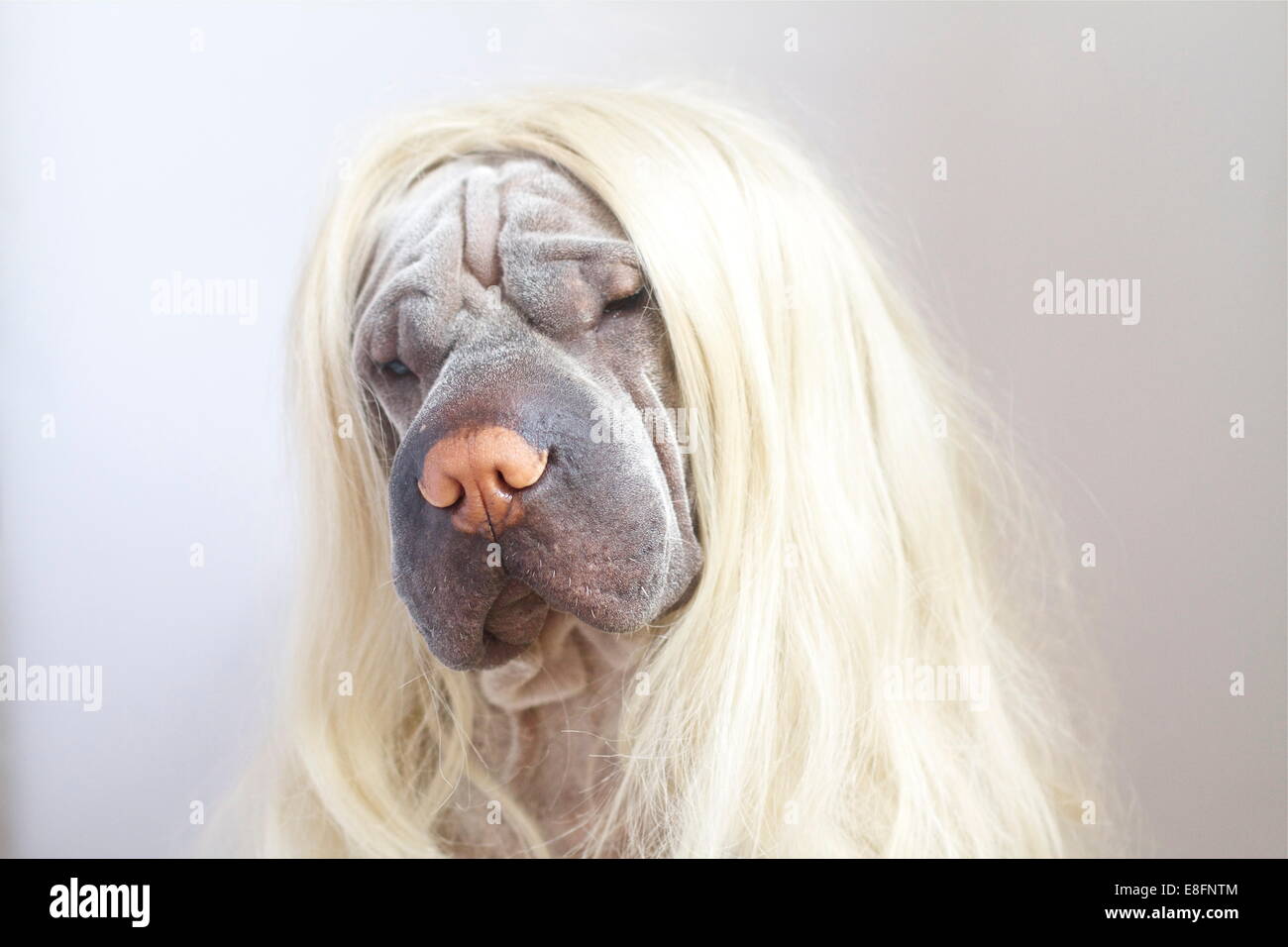 Shar pei dog wearing a long blonde wig Stock Photo