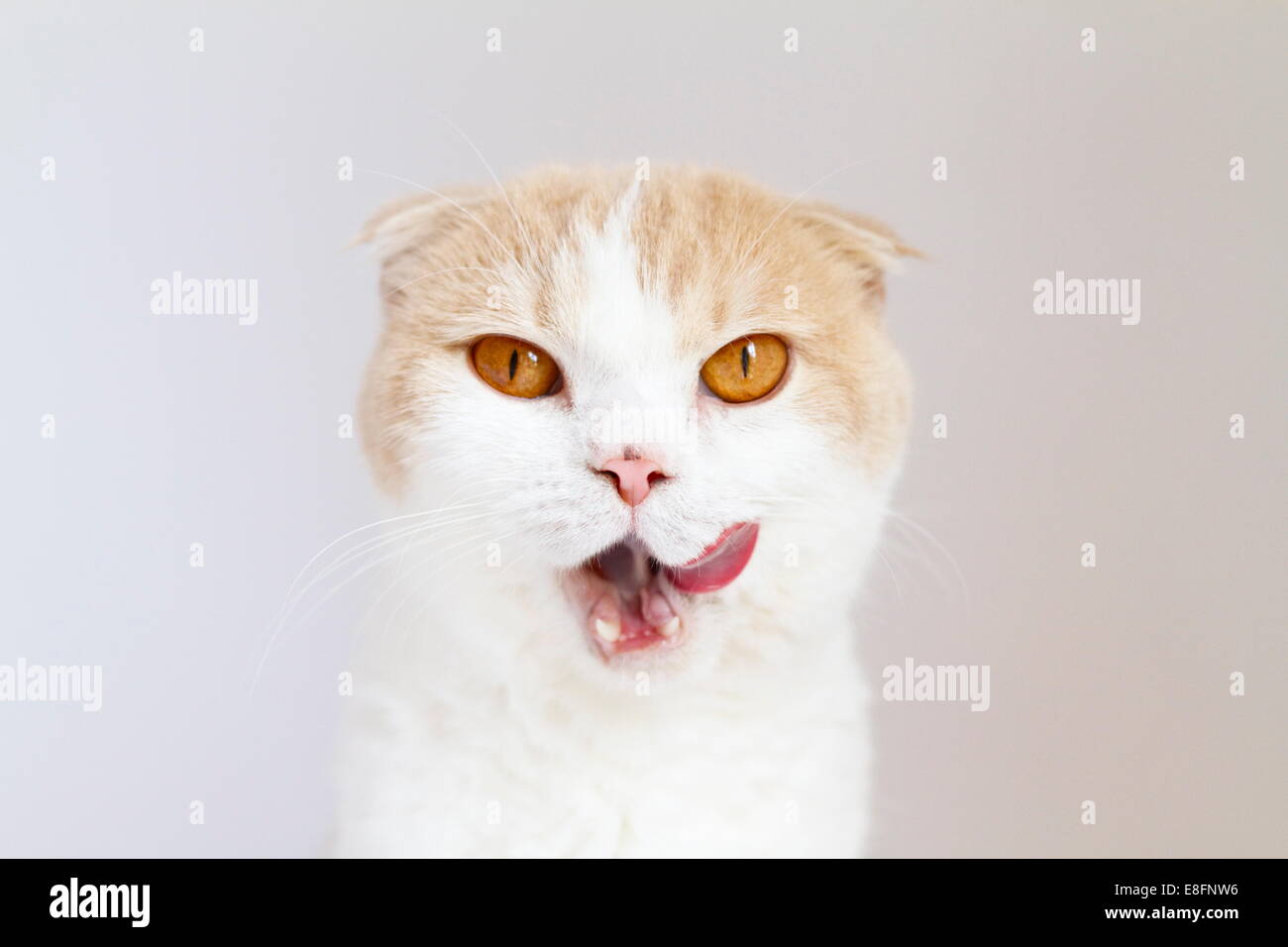 Portrait of hungry Scottish fold cat licking its lips Stock Photo