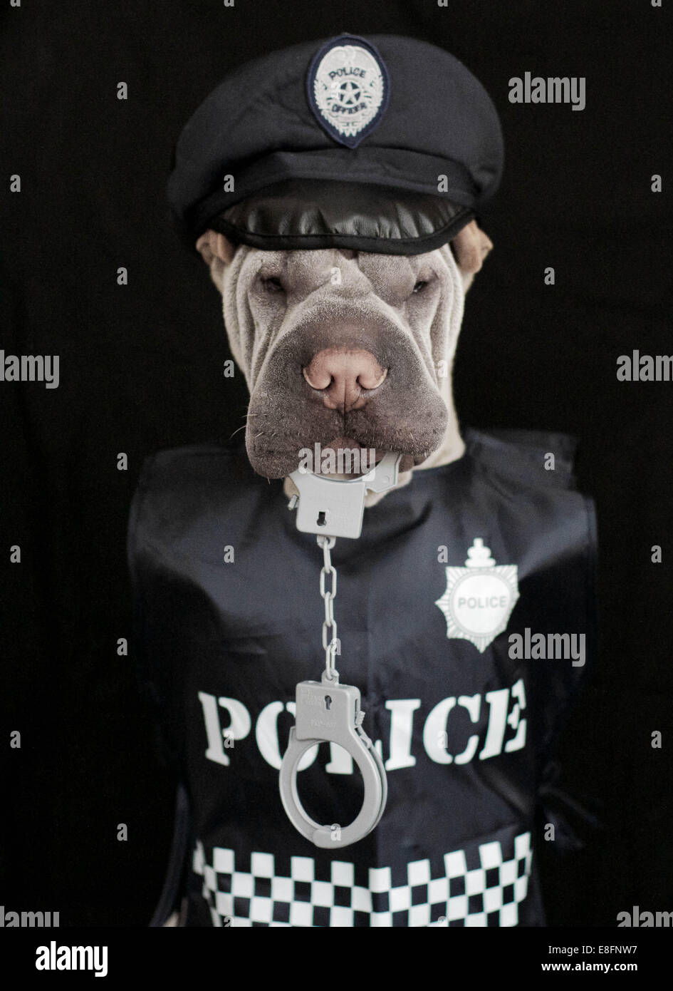 Portrait of shar pei dog in police uniform Stock Photo