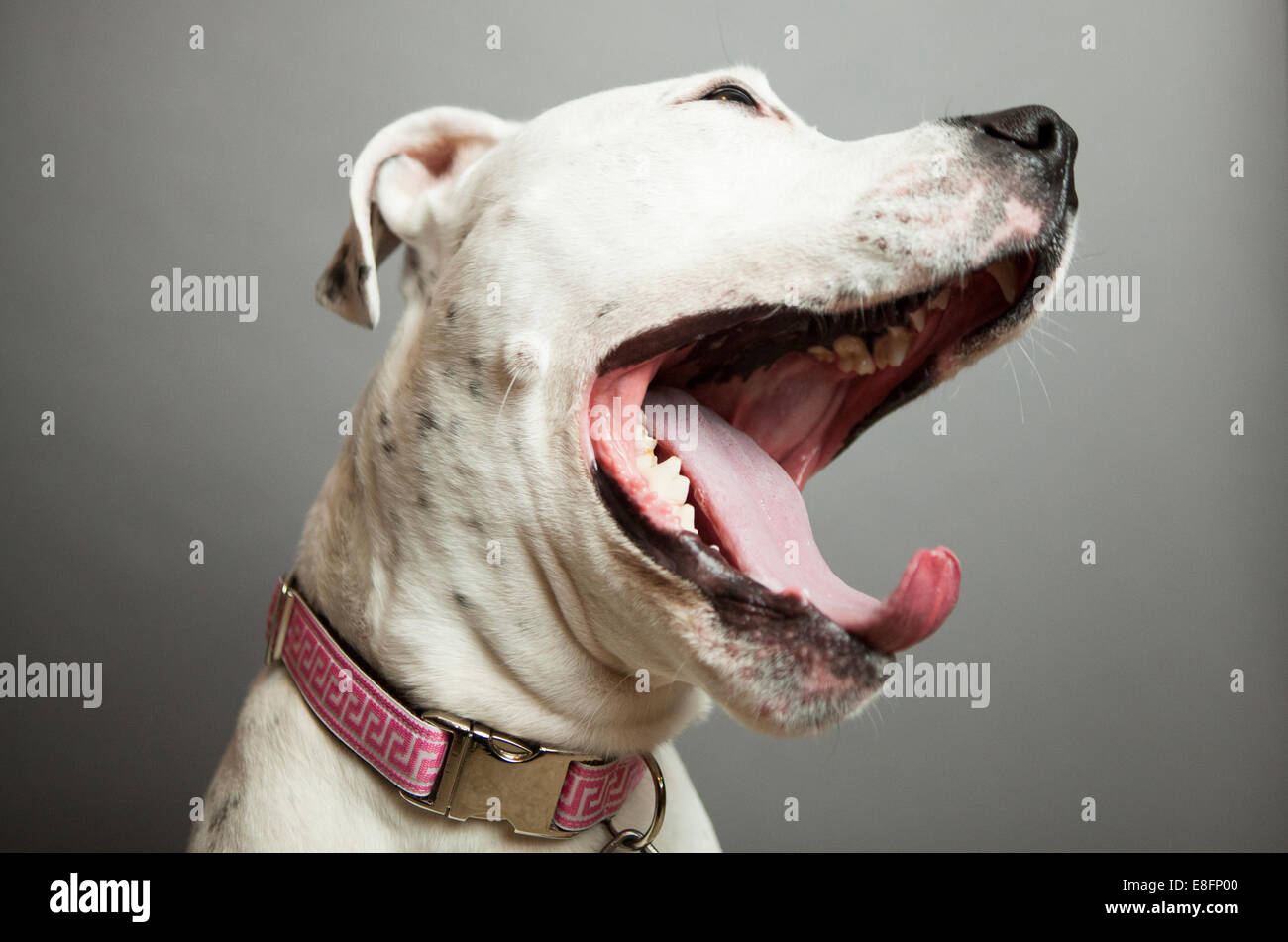 Portrait of a dog yawning Stock Photo Alamy