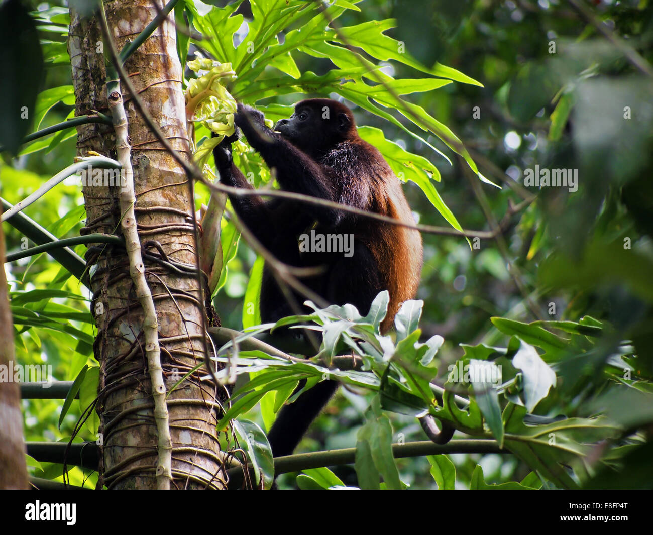 Mantled howler monkey, Alouatta palliata, eating  leaf, Cahuita national park, Costa Rica, Central America Stock Photo