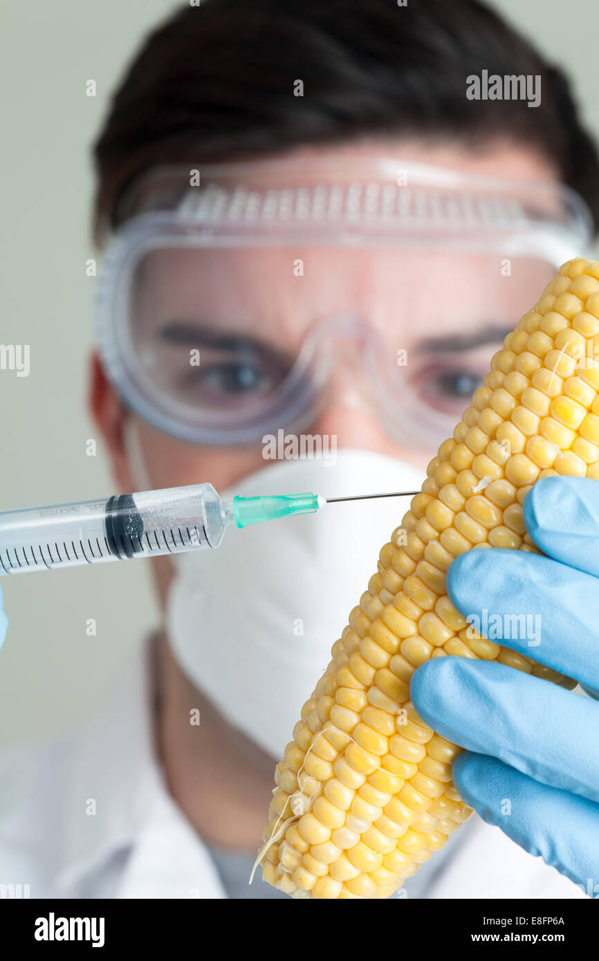 Scientist injecting corn on the cob Stock Photo