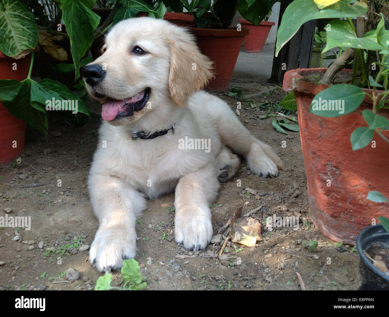Golden retriever hotsell at home