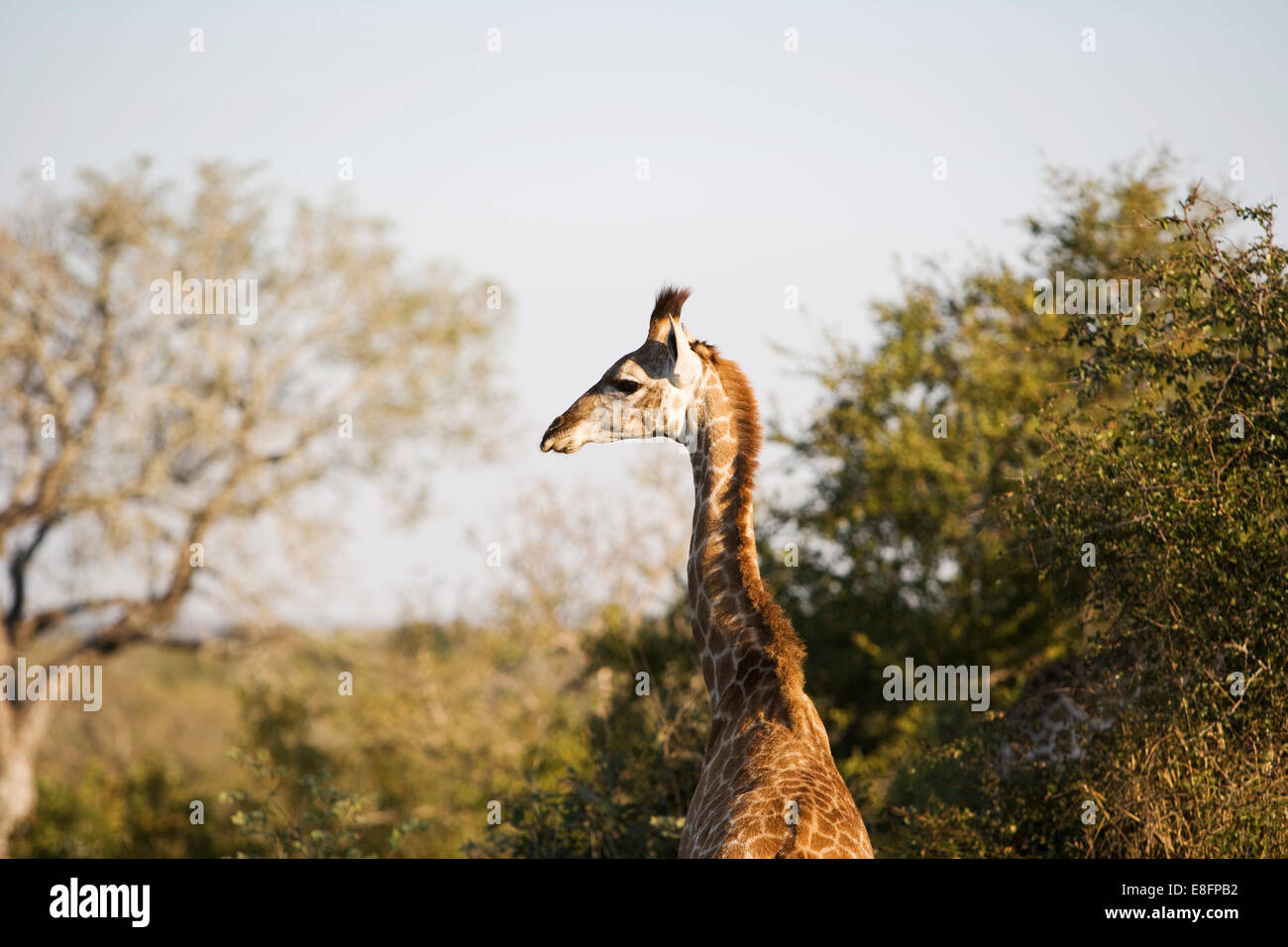South Africa, Rear view of giraffe Stock Photo