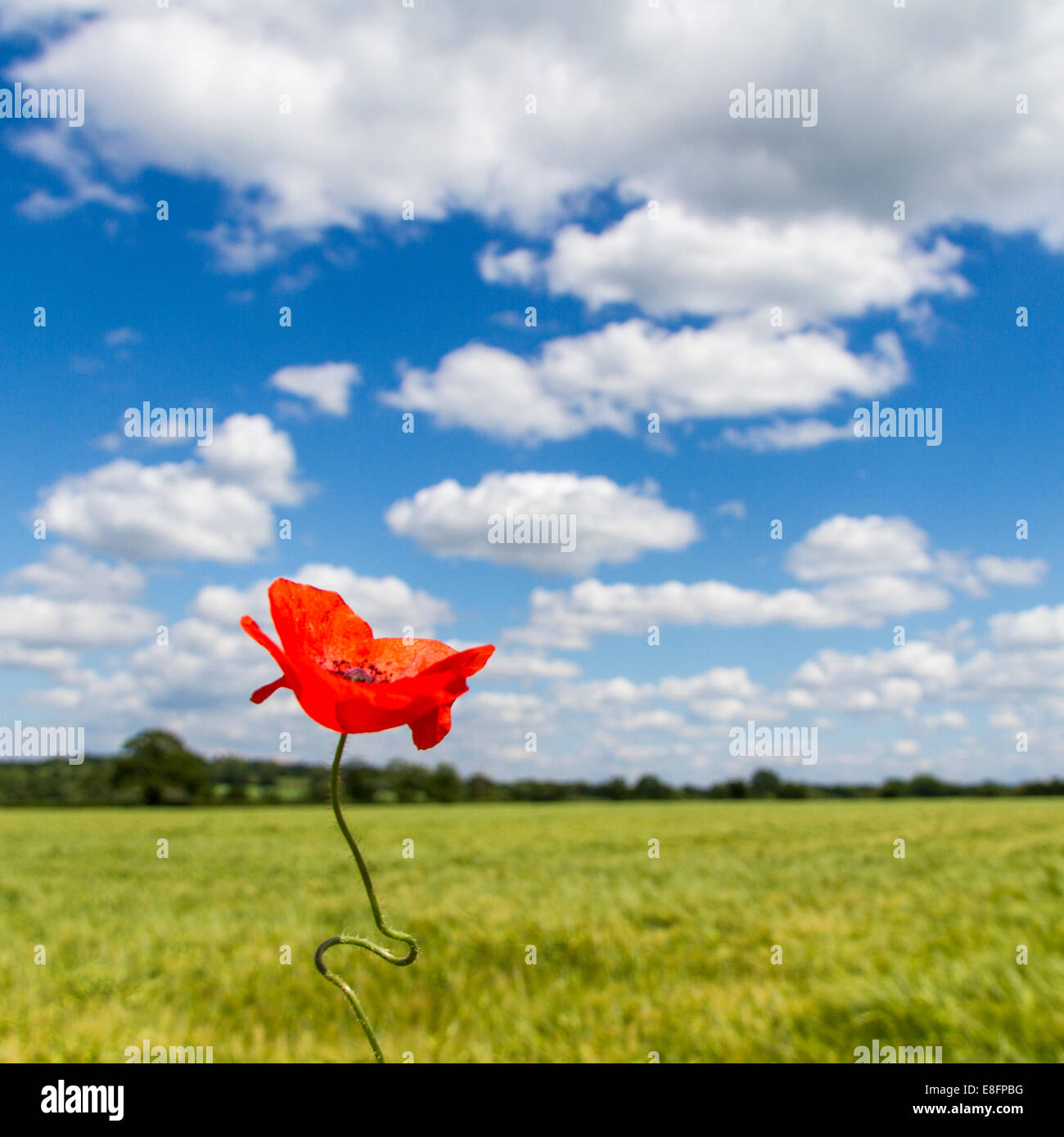 View of poppy in field Stock Photo