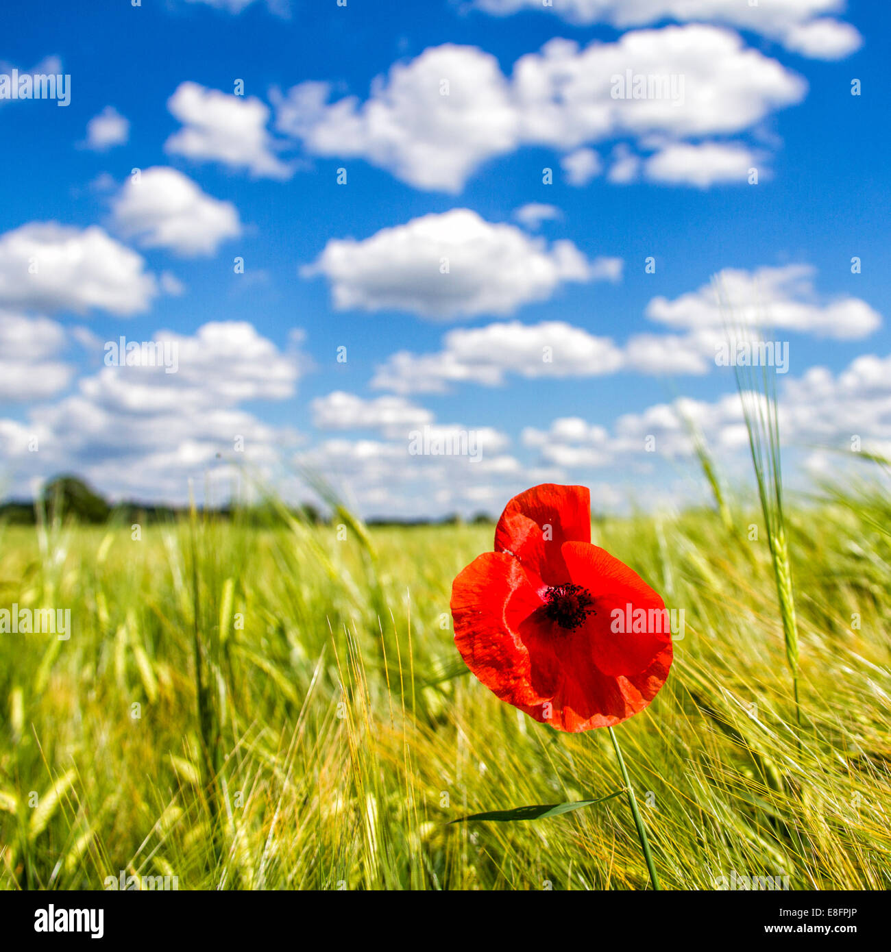 Close-up of poppy in field Stock Photo