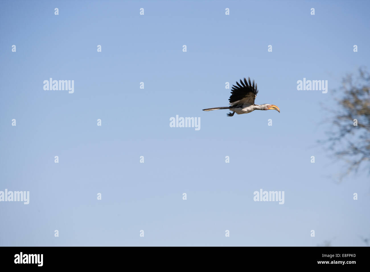 South Africa, Side view of bird in flight Stock Photo
