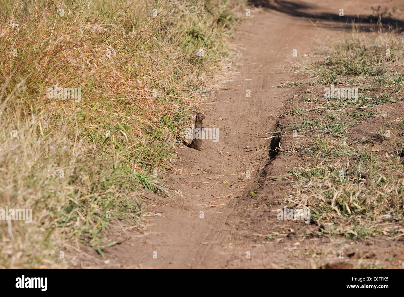 South Africa, Mongoose standing on dirt road Stock Photo