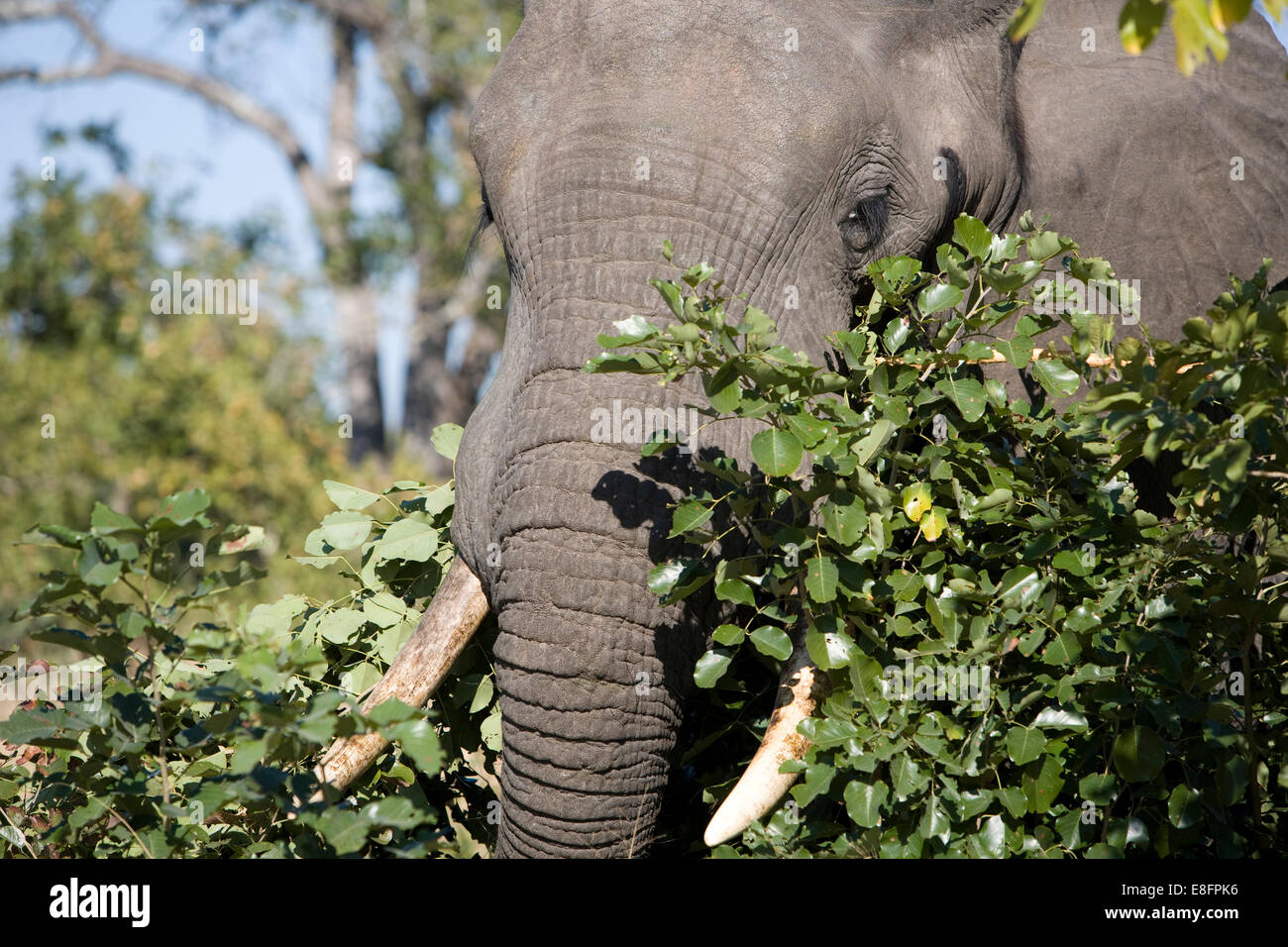 Close-up of elephant in musk Stock Photo