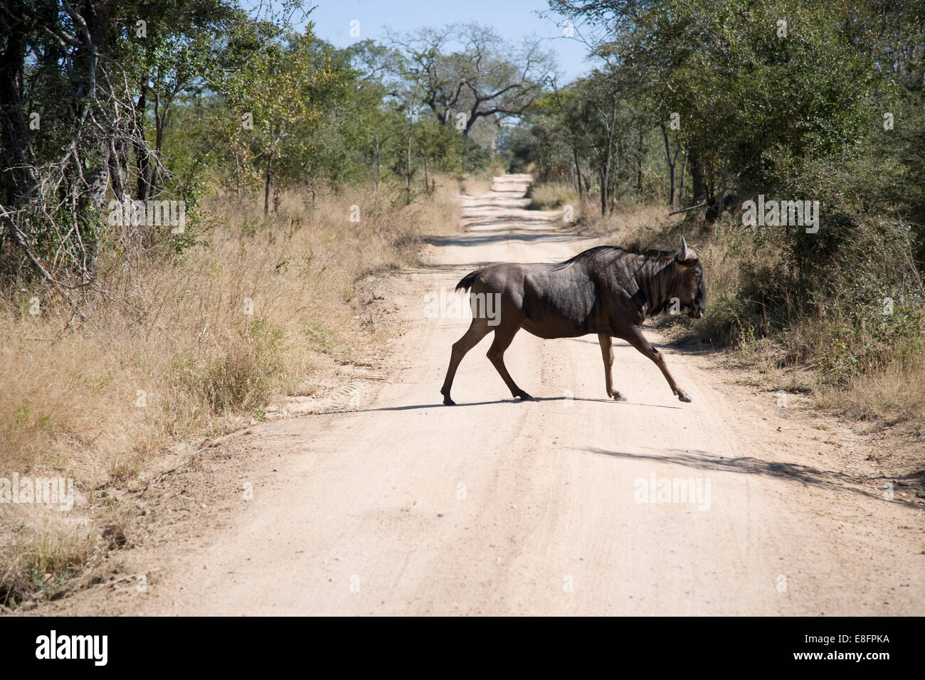 South Africa, Cape Buffalo walking across road Stock Photo