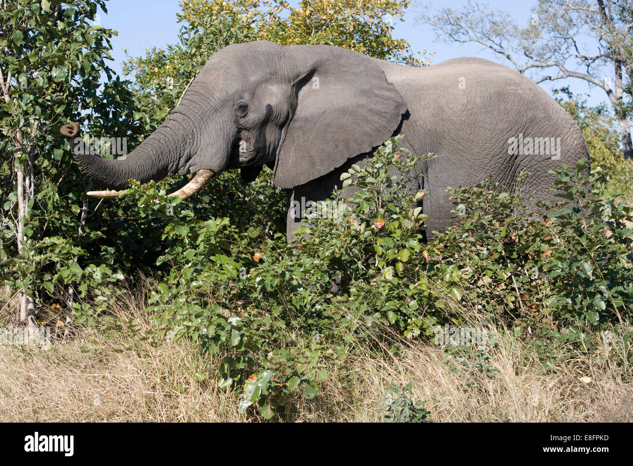South Africa, Elephant in musk Stock Photo