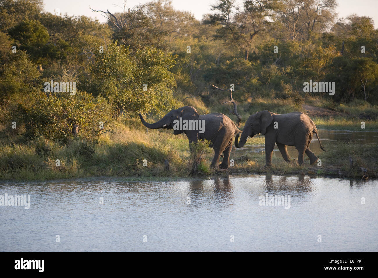 South Africa, Two elephants by waterhole Stock Photo
