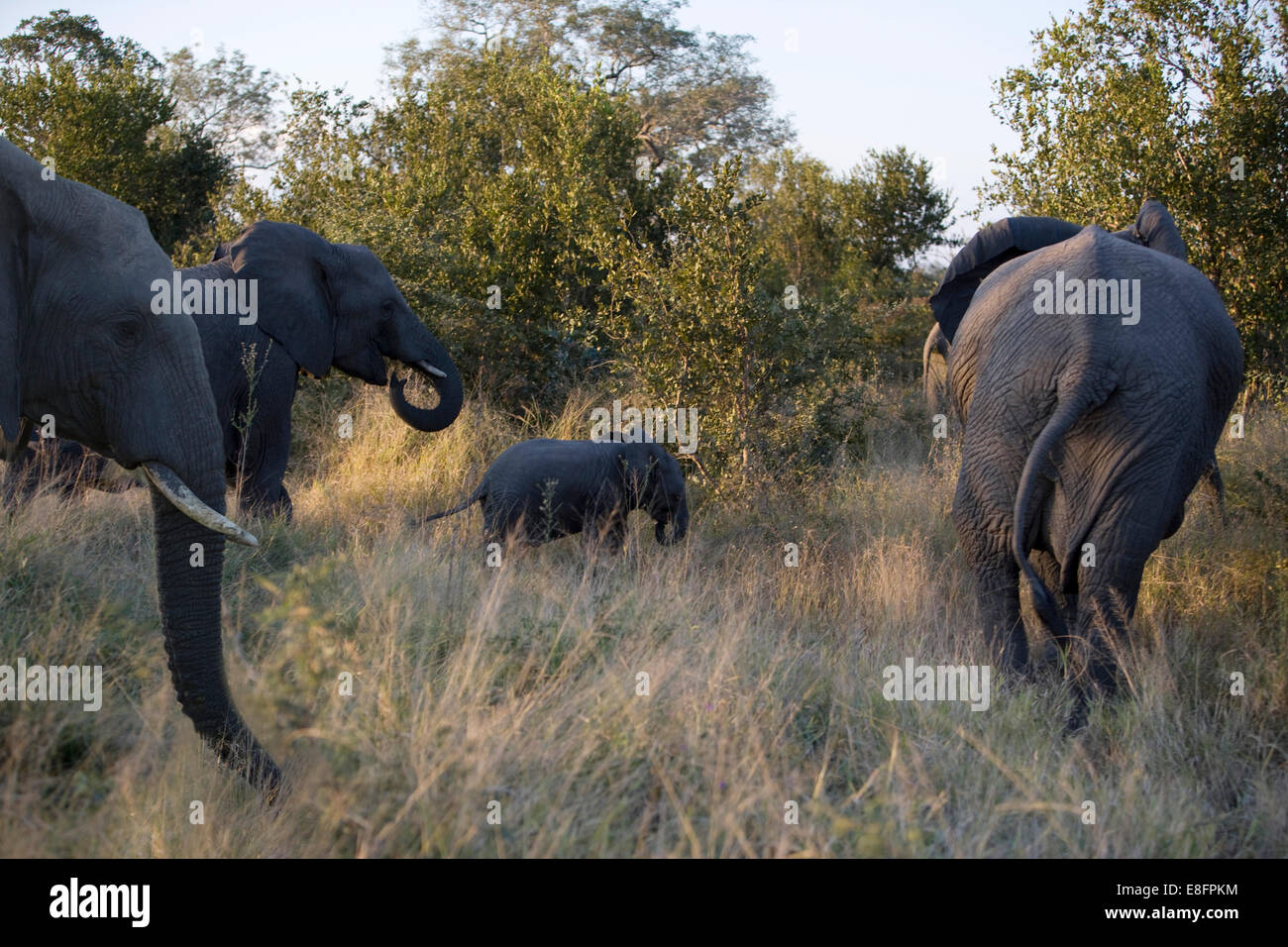 Herd of Elephants (Loxodonta africana) in bush, South Africa Stock Photo
