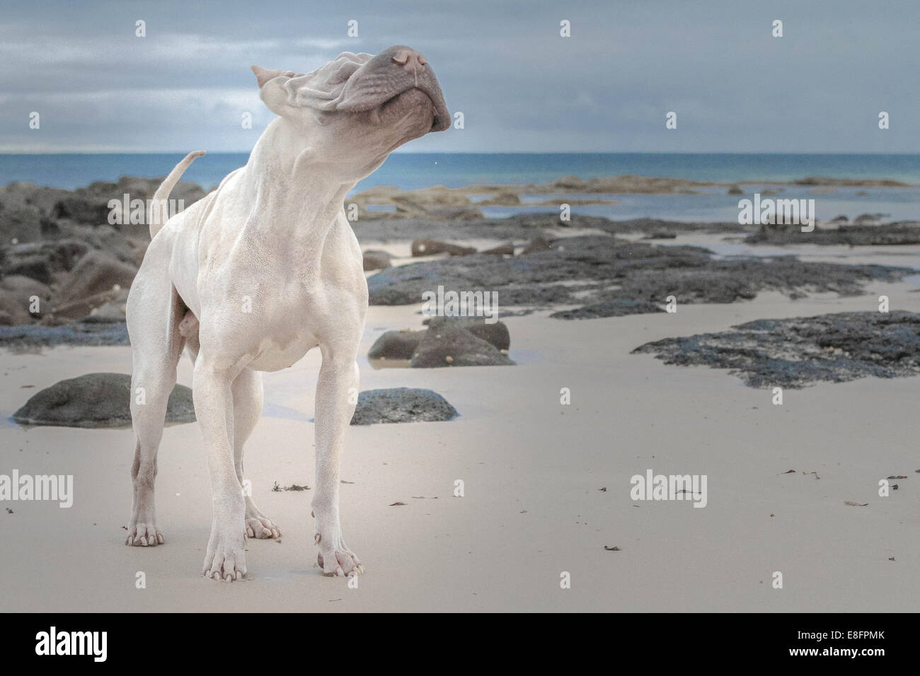 Shair-pei dog standing on beach shaking his head, Australia Stock Photo