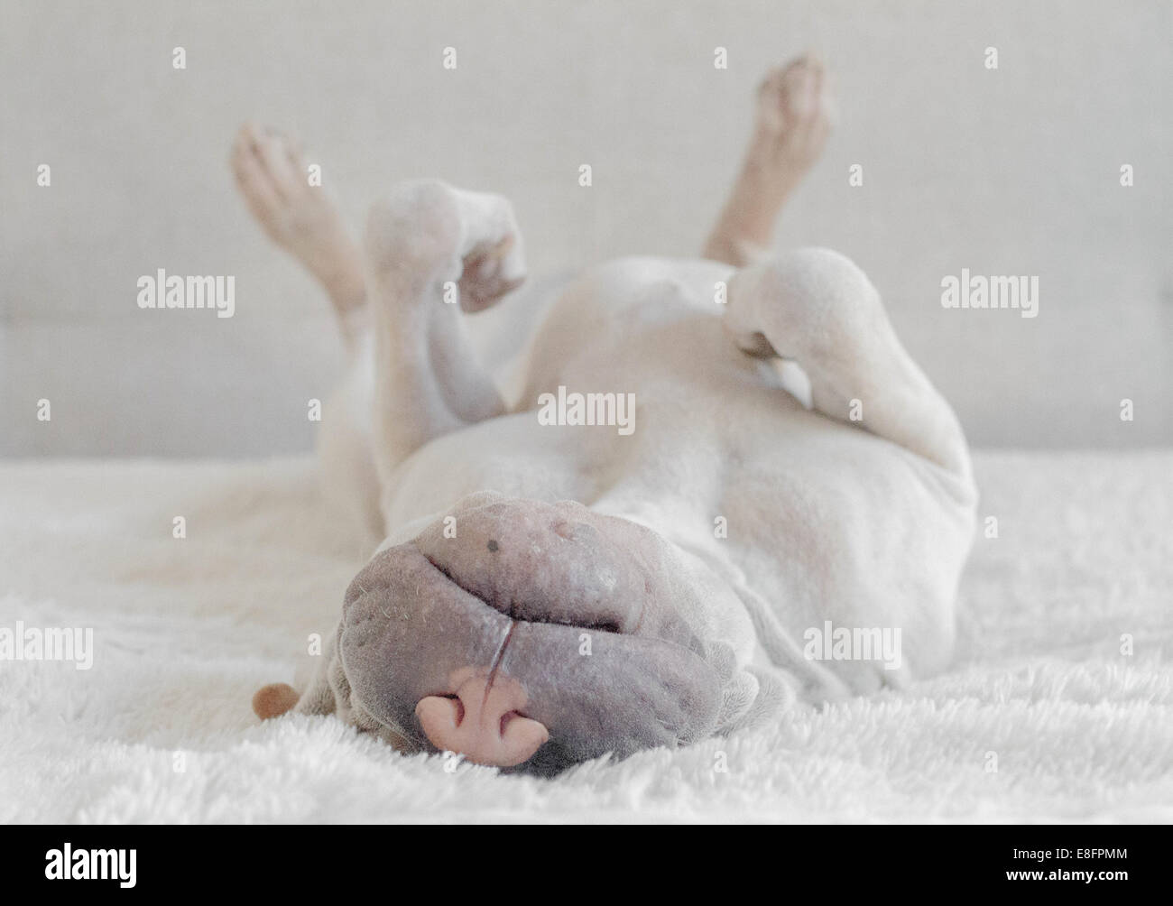 Shar pei puppy sleeping upside down on a bed Stock Photo