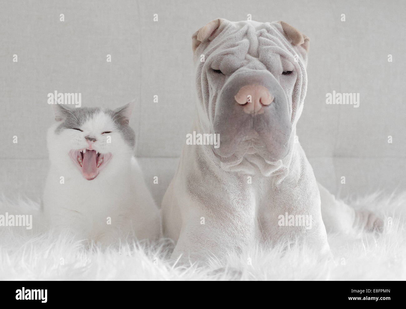 Shar pei dog and British shorthair cat sitting next to each other on a rug Stock Photo