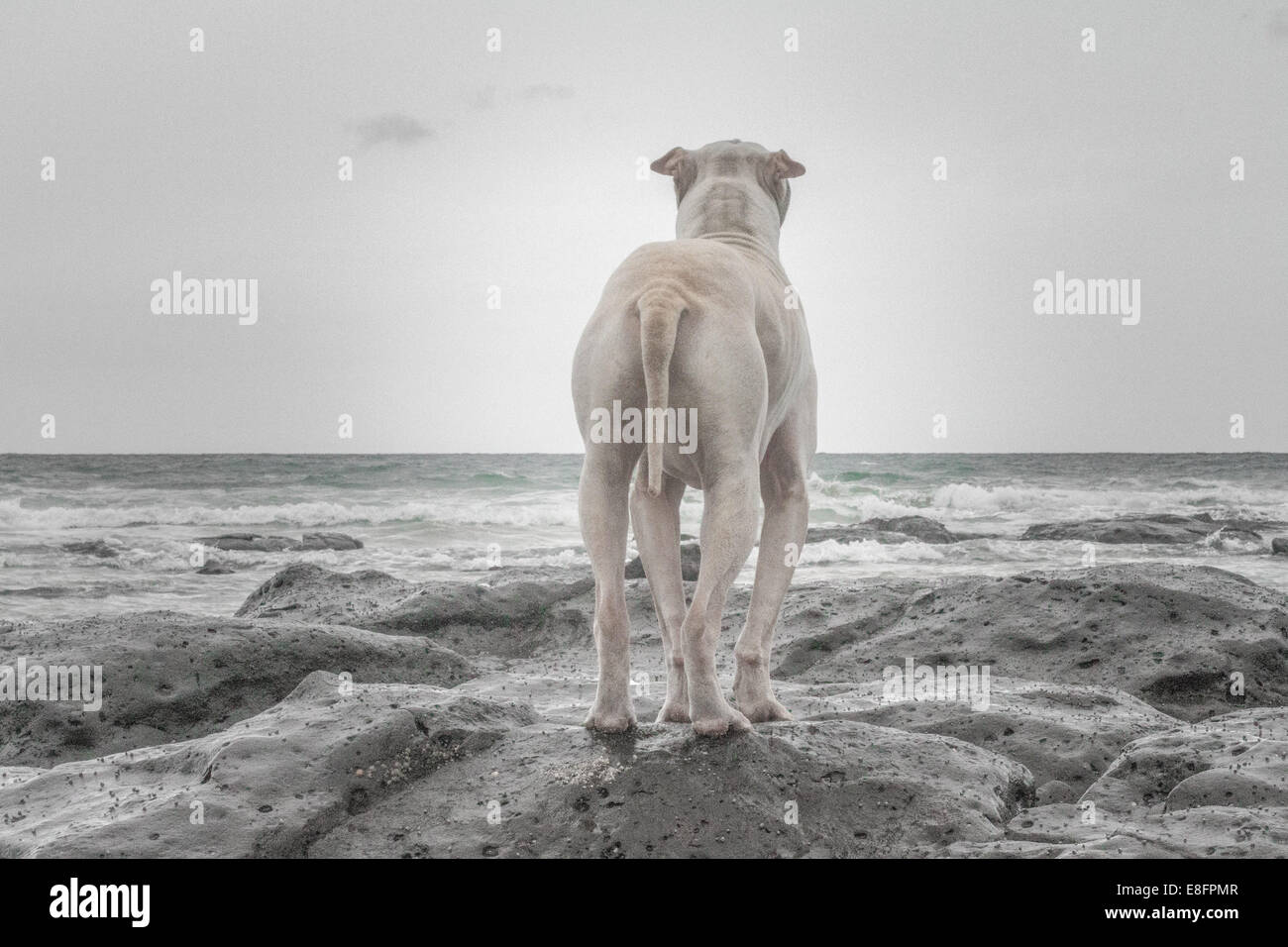 Shair-pei dog standing on rocks on the beach, Australia Stock Photo