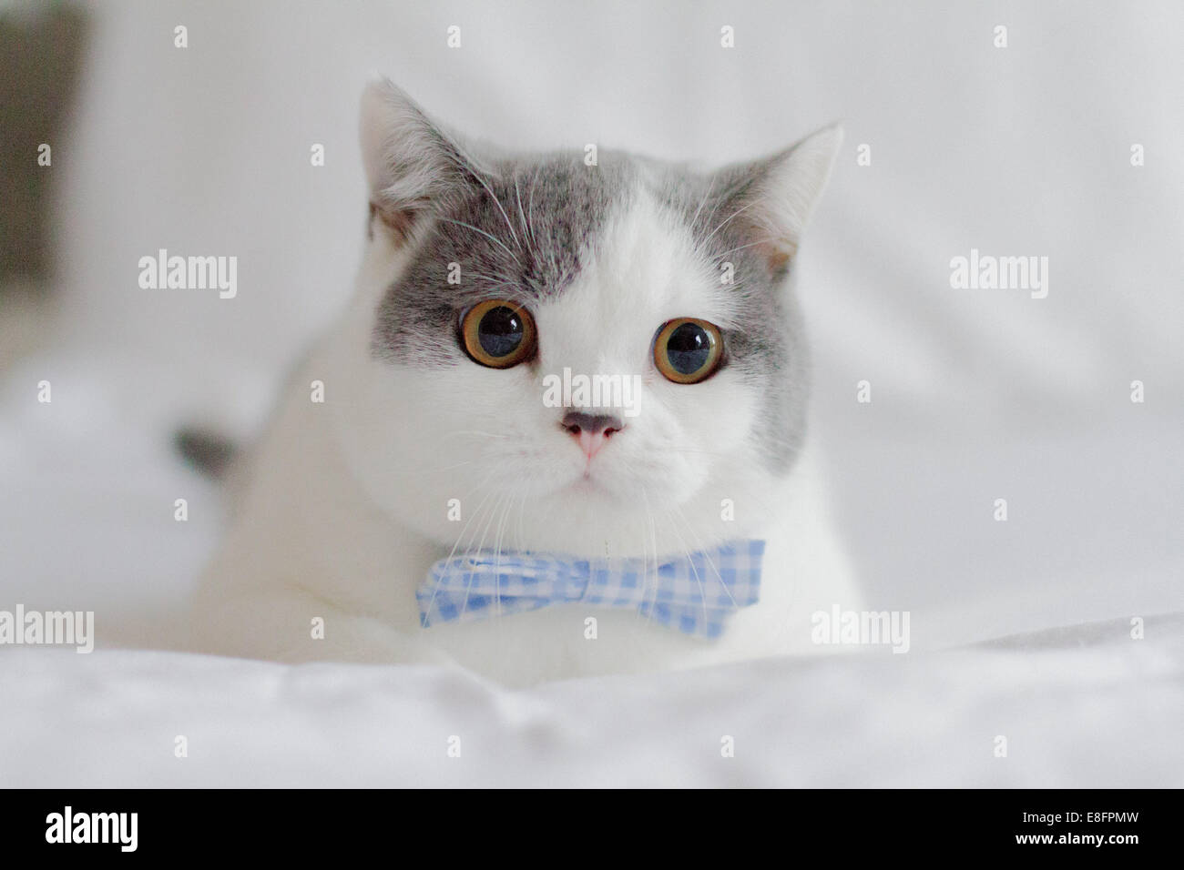 British shorthair kitten wearing a bow tie lying on a bed Stock Photo