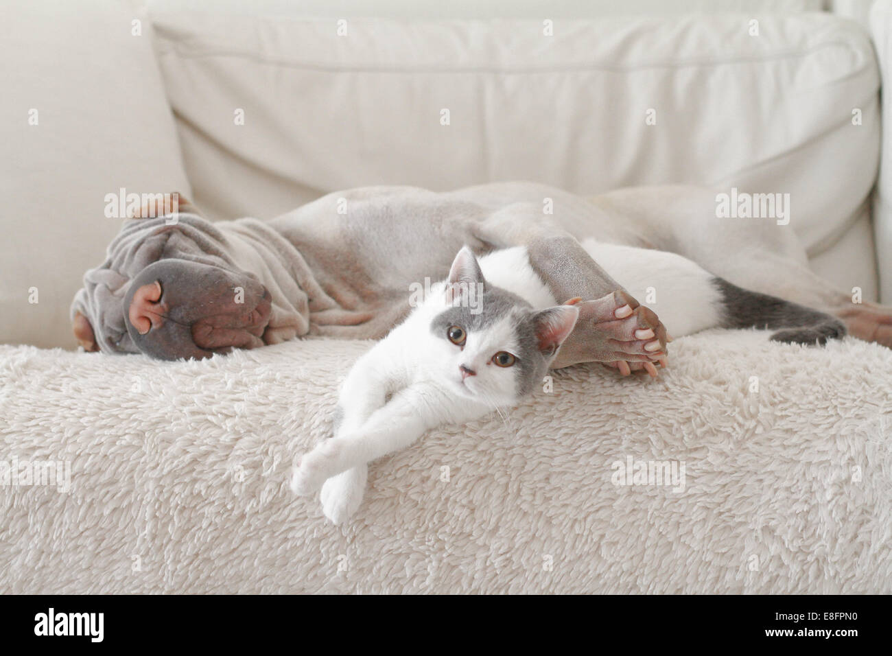 Cat and dog hugging on sofa Stock Photo