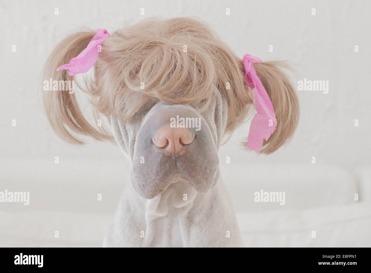 Shar pei dog wearing a wig with pigtails Stock Photo