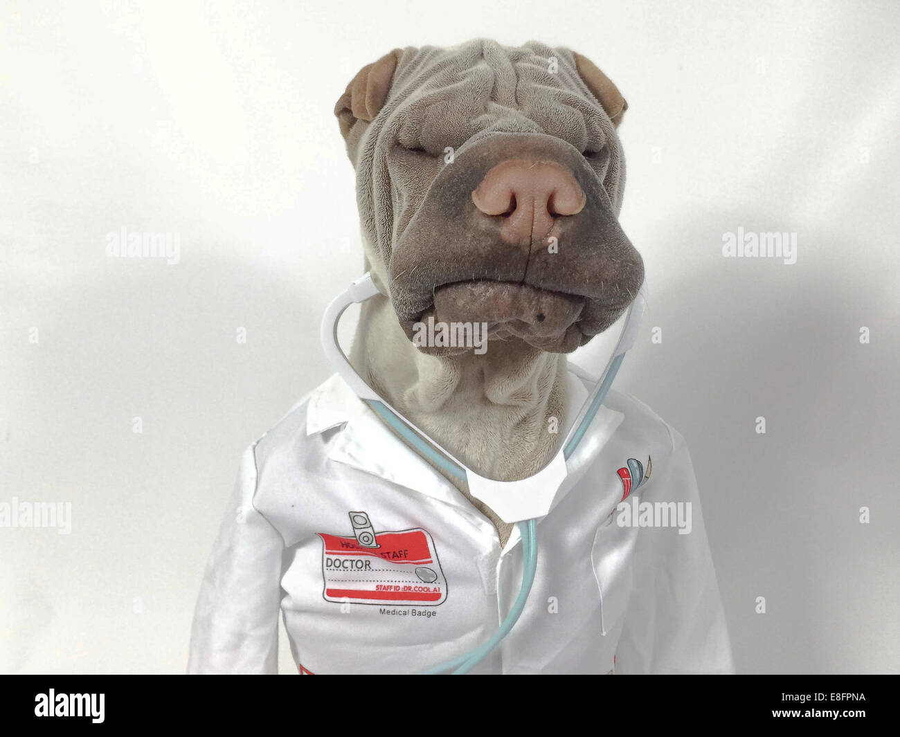 Shar pei dog dressed up as a doctor Stock Photo