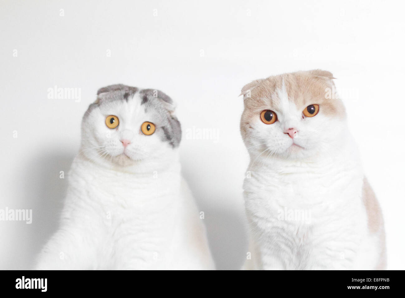 Two Scottish fold cats sitting next to each other Stock Photo