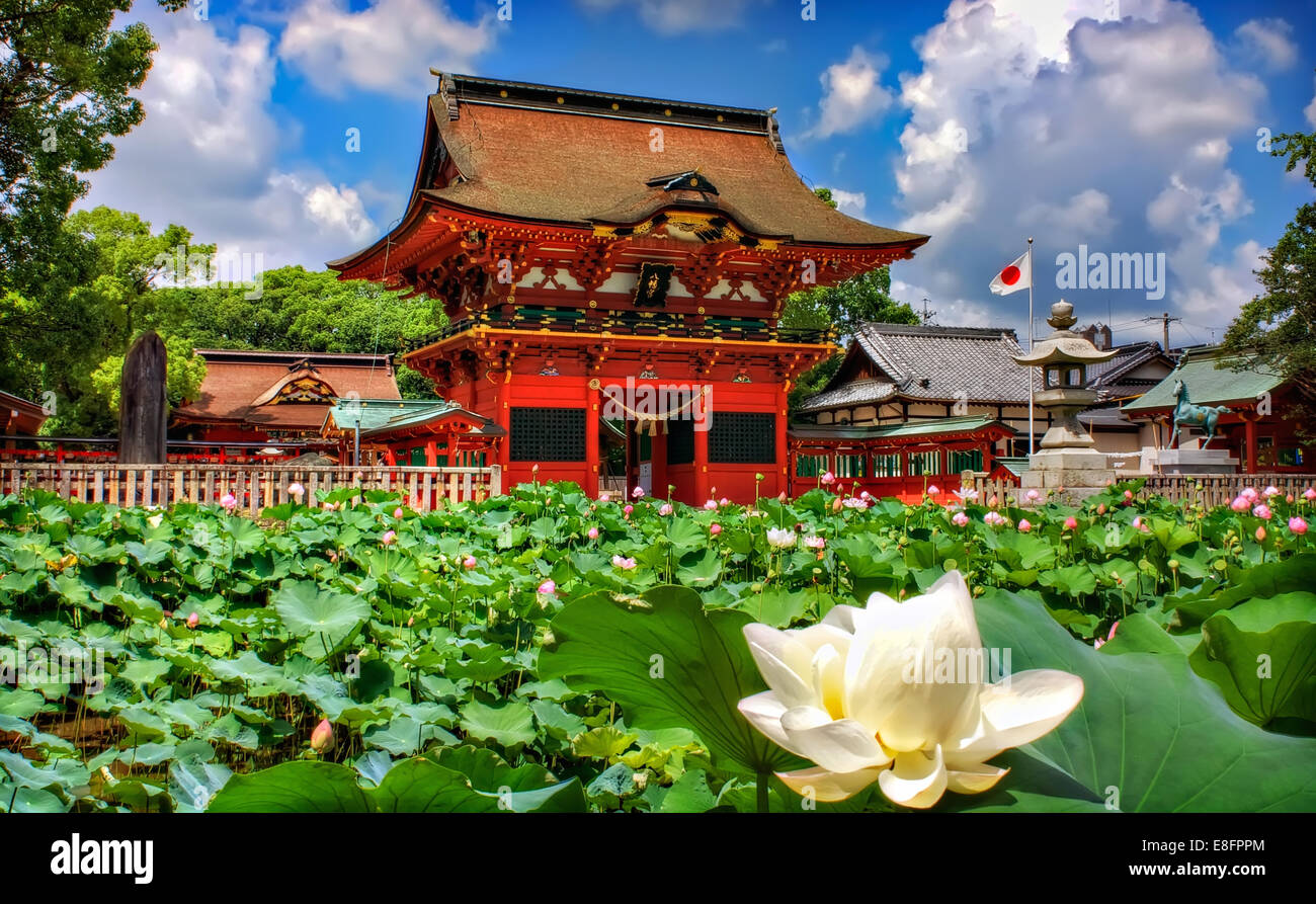 Lotus blossoms in front of the Iga Hachimangu shrine, Okazaki, Japan Stock Photo