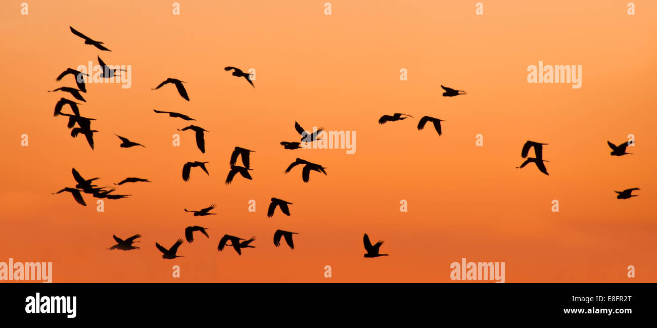 Black Cockatoos in flight at sunset, Australia Stock Photo