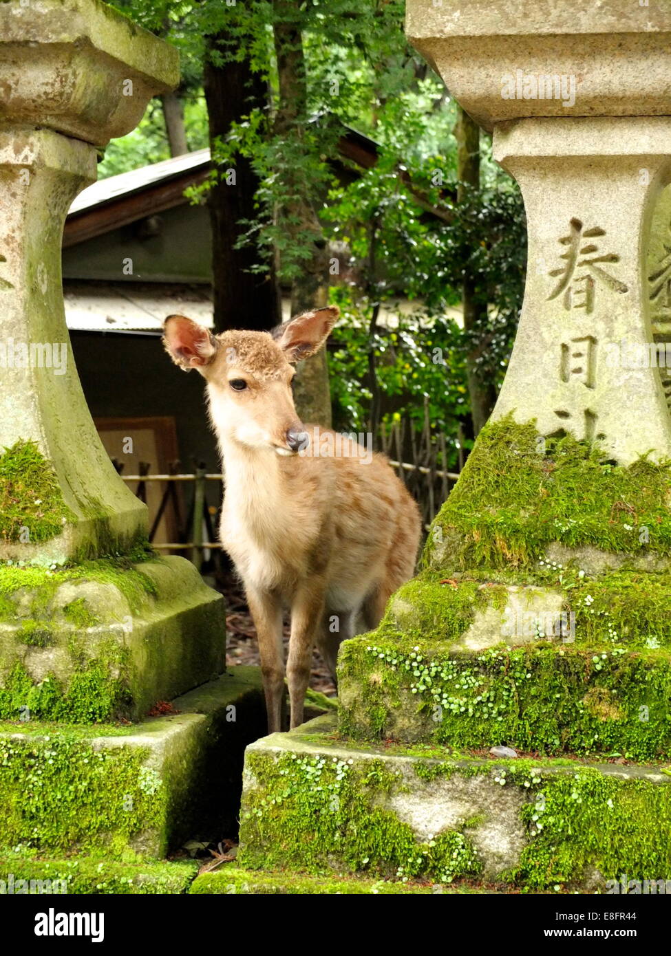 Japan, Nara, Deer Fawn Stock Photo
