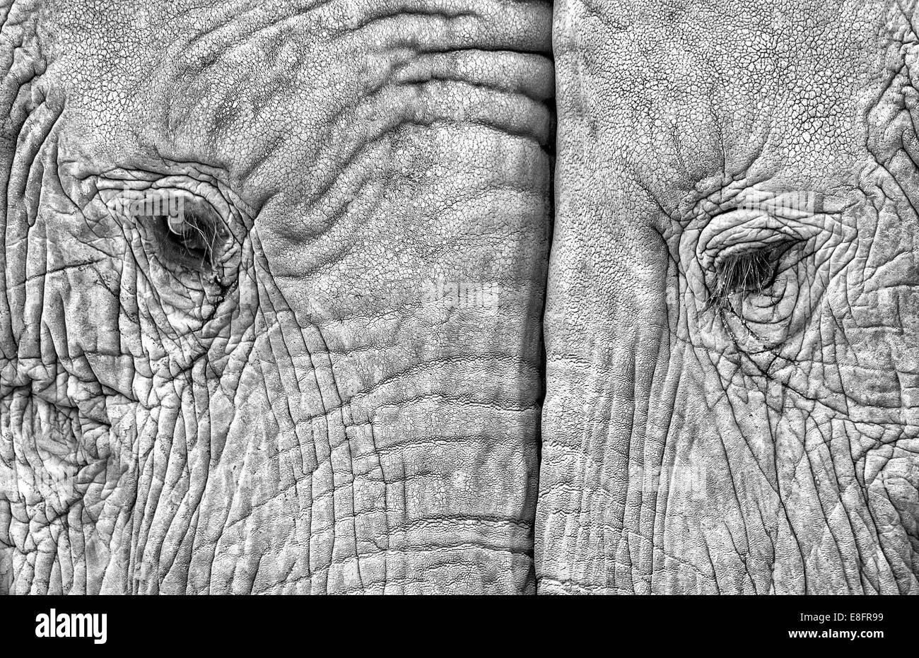 Close-up of two elephants standing face to face Stock Photo