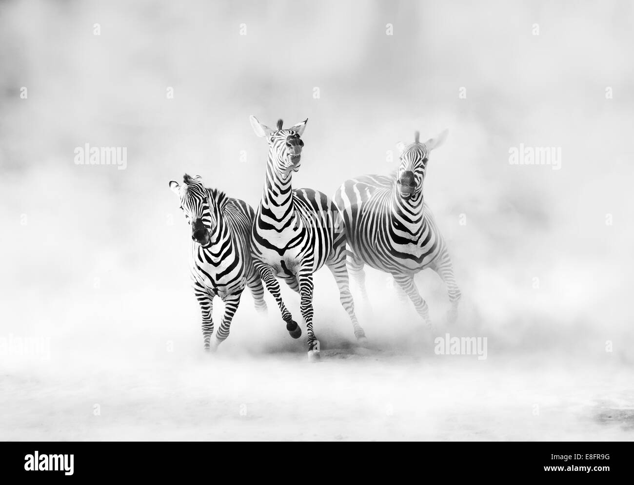Three Zebras (perissodactyla) running through a dust cloud, Africa Stock Photo