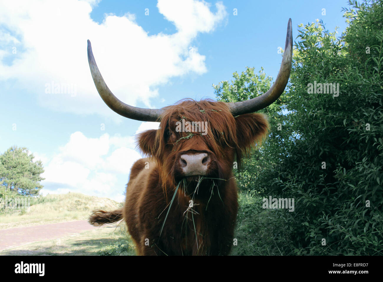 Scottish Highland Cow standing in rural landscape, Holland Stock Photo