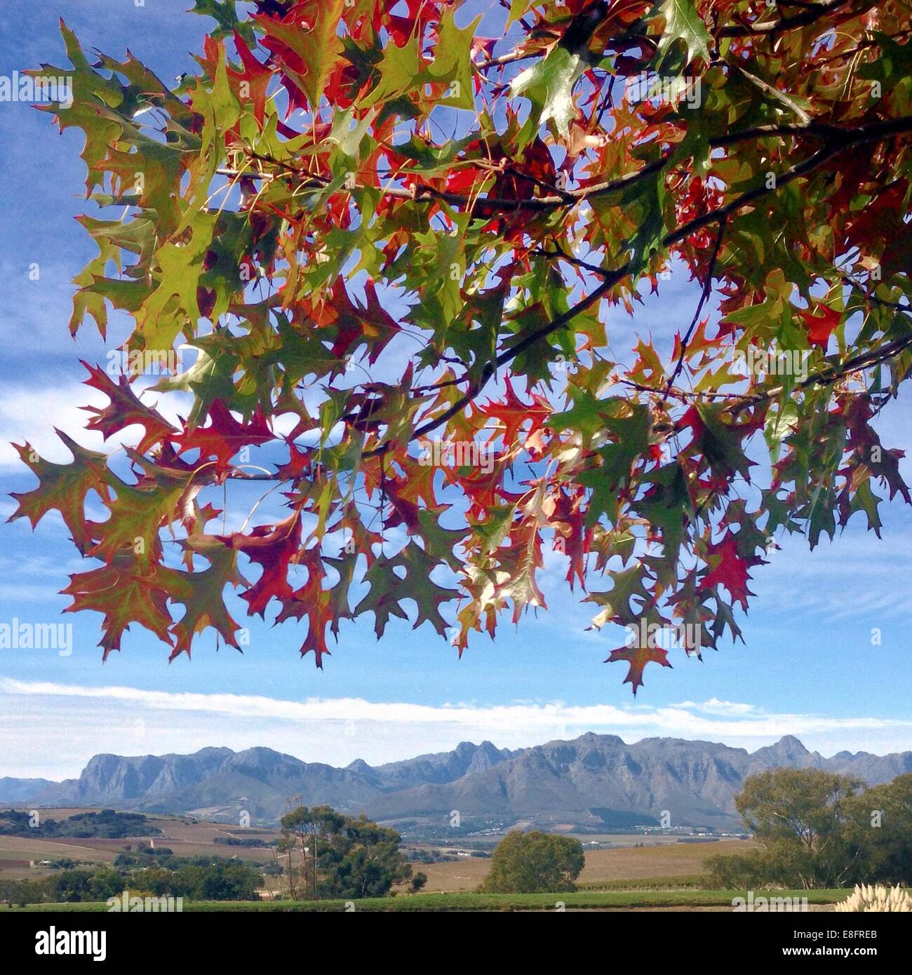 South Africa, Western Cape, Cape Winelands District Municipality