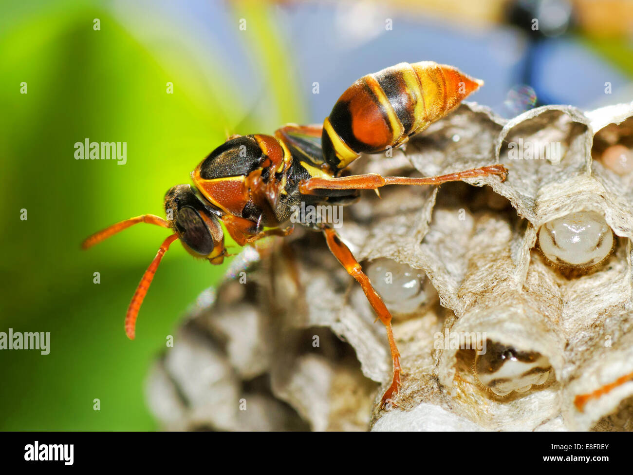 Australia, Western Australia, Perth, Wasp guarding hive Stock Photo