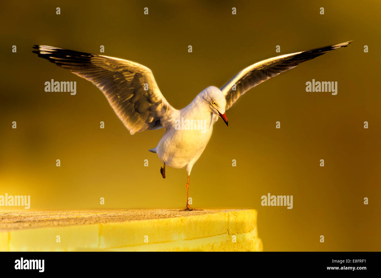 Seagull Landing on wall Stock Photo