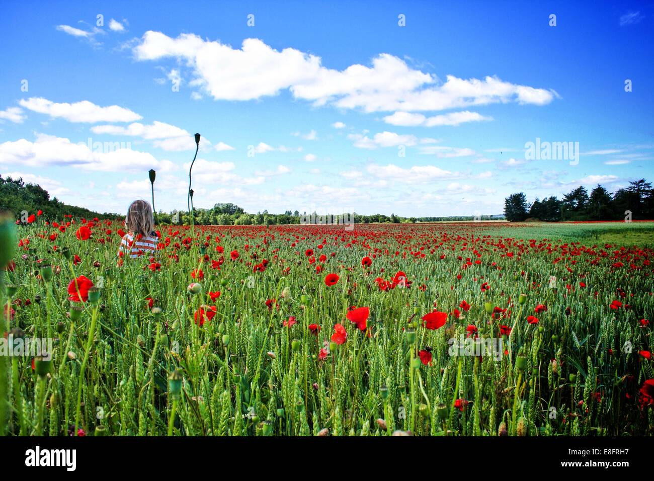 Rear view of boy standing in poppy field Stock Photo - Alamy