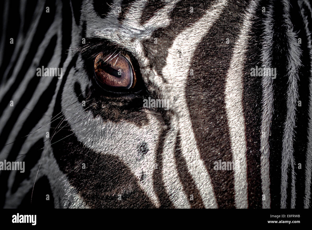 Close-up of a zebra's eye Stock Photo