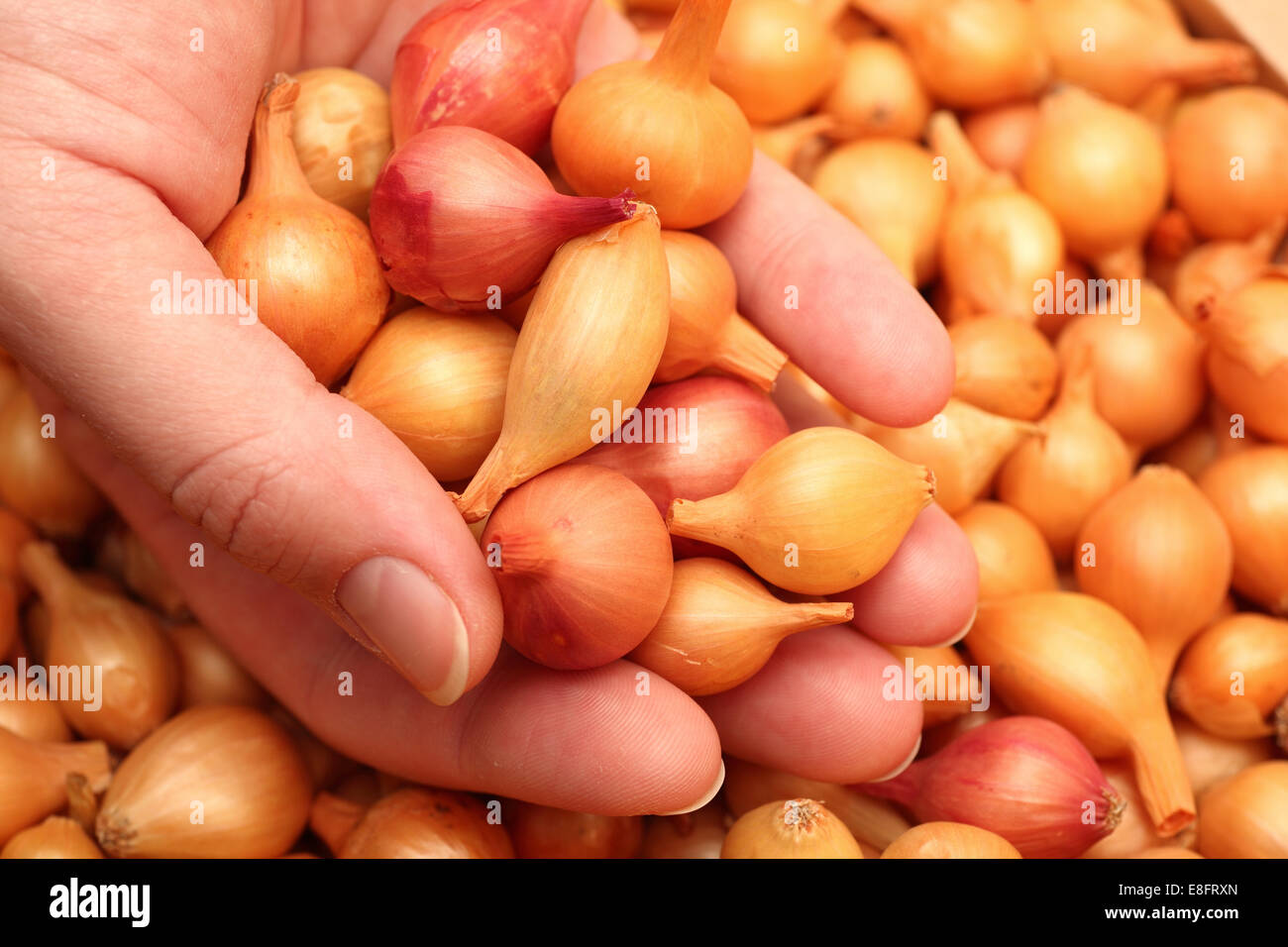 Seeding onion. Plant bulbs in human hand. Closeup Stock Photo Alamy