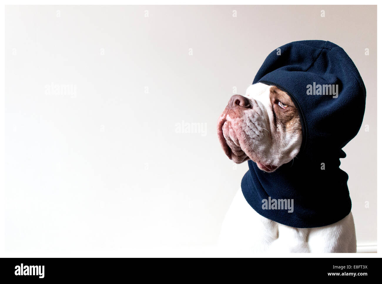 Old Tyme Aylestone bulldog wearing a balaclava hat Stock Photo