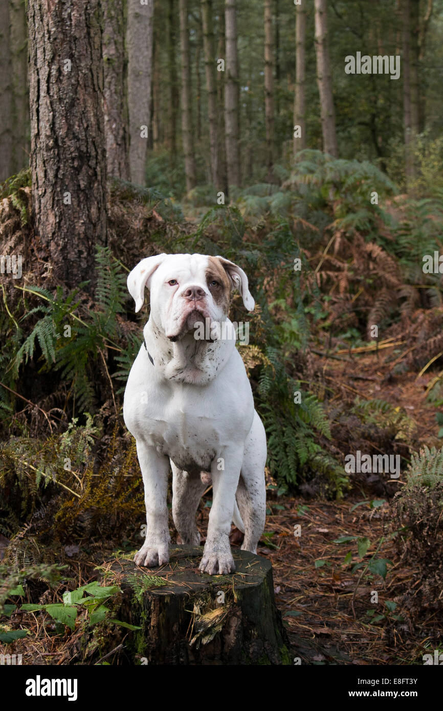 Aylestone bulldog hi res stock photography and images Alamy